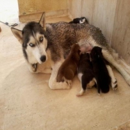 Antalya golden retriever yavrular fiyatlar