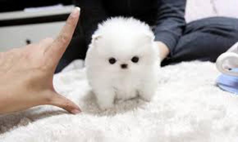 pomeranian fiyatlar 220 stlenilmesine ilişkin pomeranian yavrular k 246 pek ilanları konak izmir pomeranian fiyatlar 220 stlenilmesine ilişkin pomeranian yavrular k 246 pek ilanları konak izmir