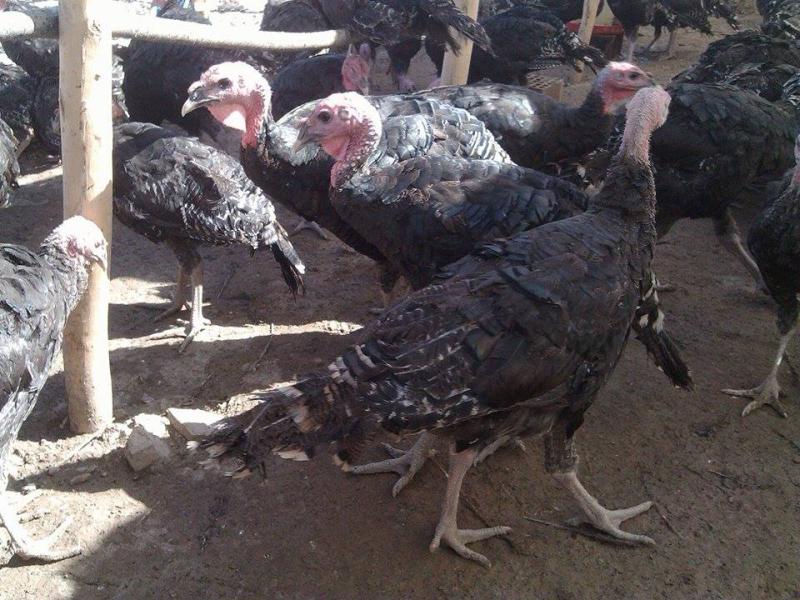 3 4 aylik satilik hindi acil kumes hayvanlari battalgazi malatya 3 4 aylik satilik hindi acil kumes hayvanlari battalgazi malatya