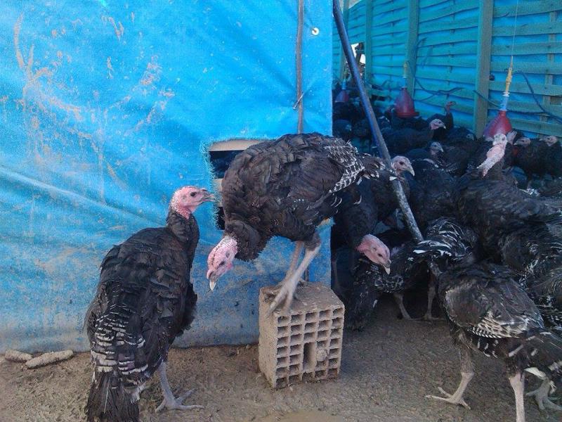 3 4 aylik satilik hindi acil kumes hayvanlari battalgazi malatya 3 4 aylik satilik hindi acil kumes hayvanlari battalgazi malatya