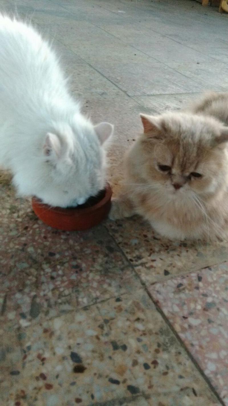 2 yaşında çinçila kediler ( 1 erkek * 1 dişi ) Kedi ilanları Bornova İzmir