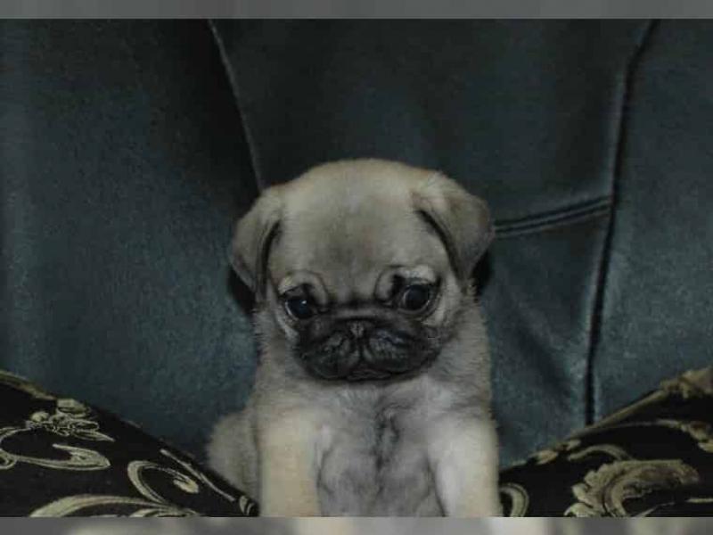yavru pug köpek