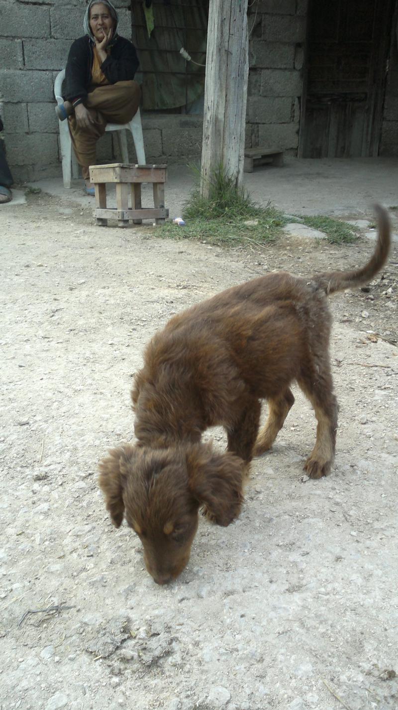 Barak av köpegi yavrusu verilecektir Köpek ilanları Erdemli Mersin