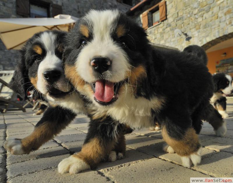 Bernese Dag Kopegi Kopek Ilanlari Catalca Istanbul Ilan