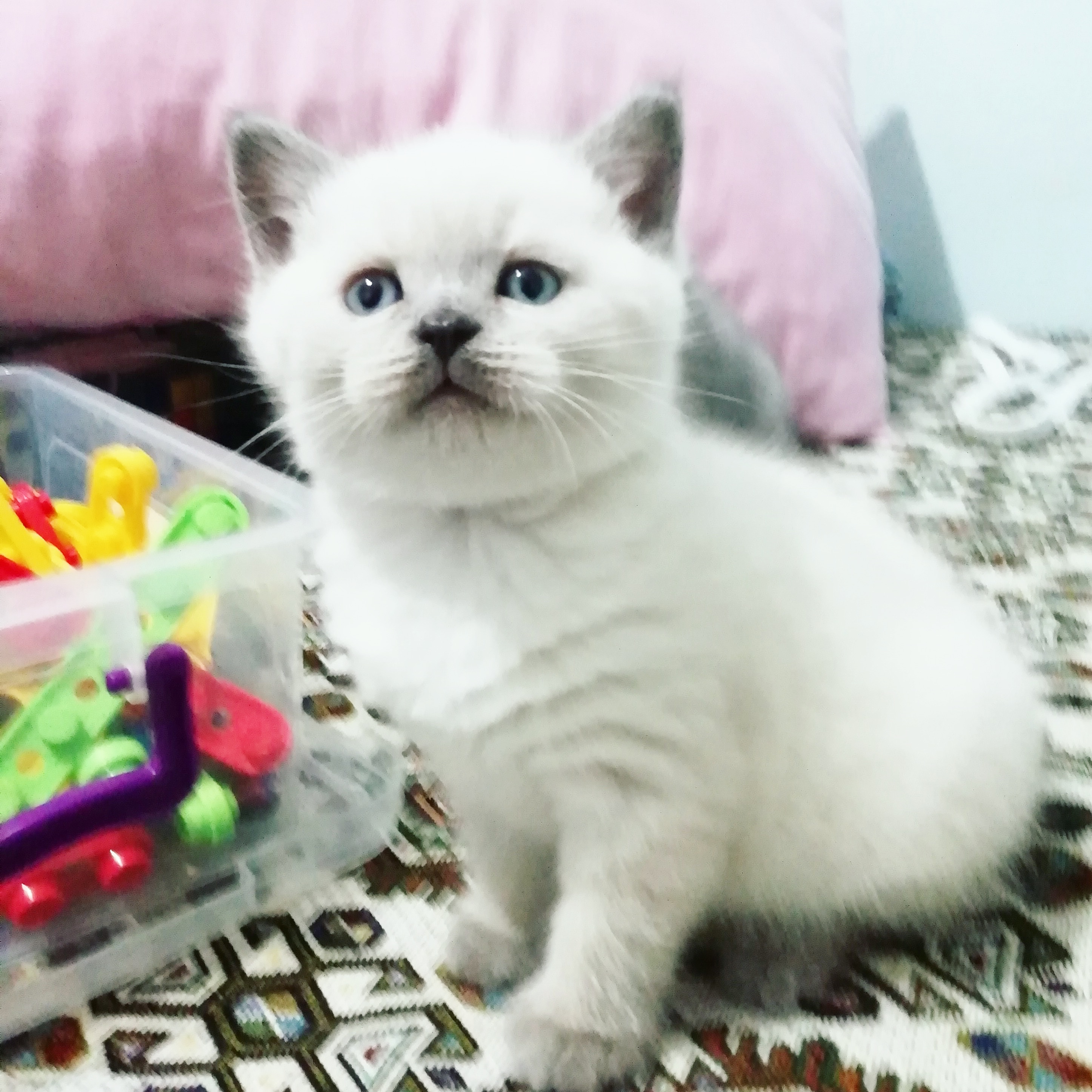 Blue ve blue point scottish bebeklerimiz Kedi ilanları Beylikdüzü İstanbul
