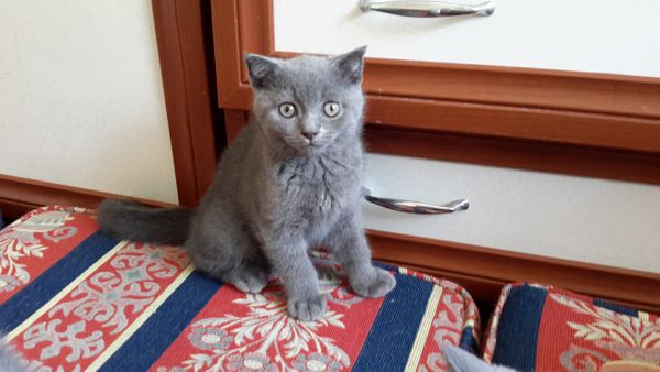 kedi kısırlaştırma ücreti 2017