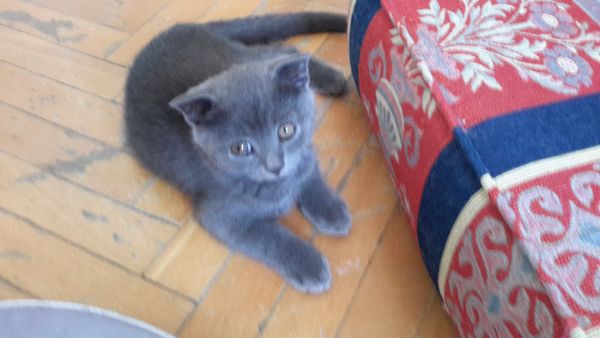 British short hair kedi yavruları ücreti görüşülür Kedi ilanları
