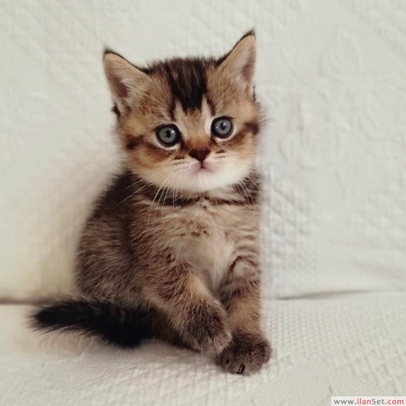 British shorthair black golden yavrular Kedi ilanları Çorlu Tekirdağ