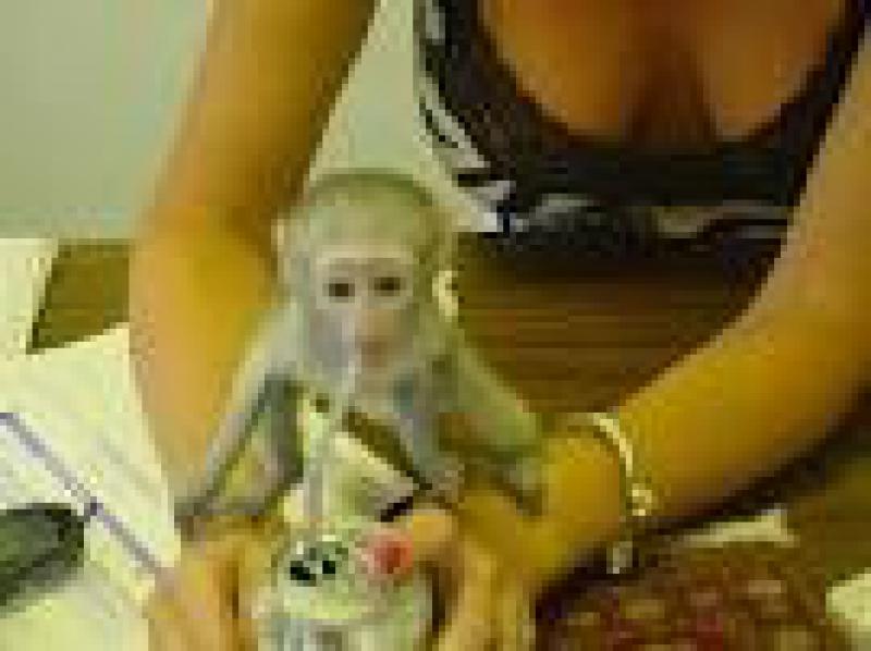 Capuchin maymunları iyi evler için hazır. Maymunlar Merkez Adana