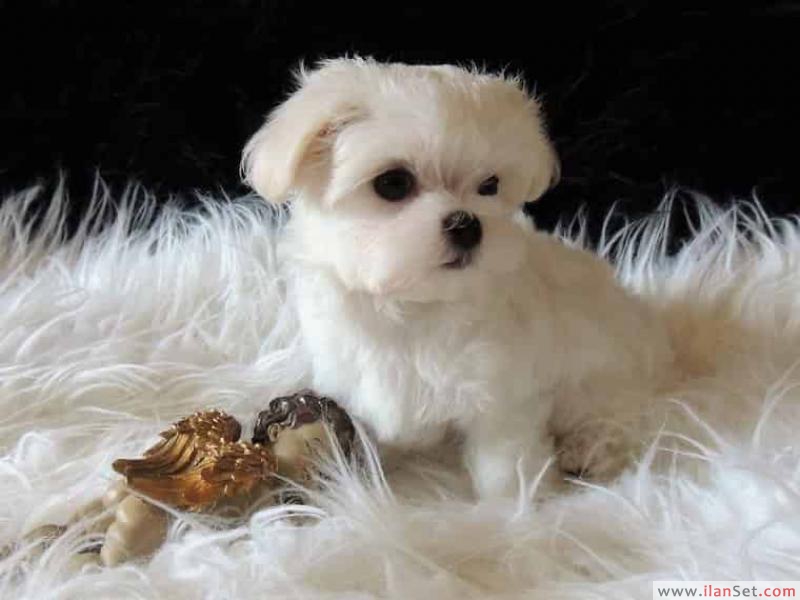 Çok tatlı çay fincanı malta yavruları Köpek ilanları Karaisalı Adana