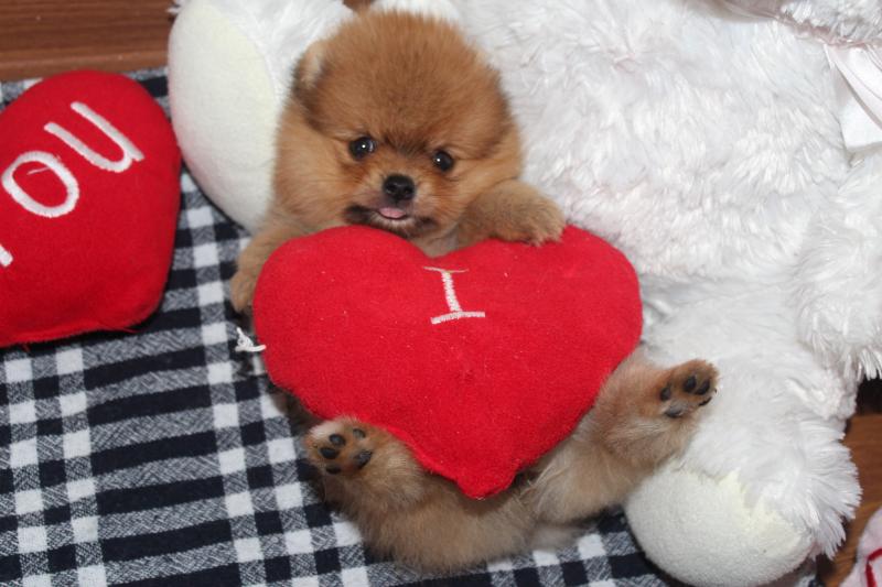 Çok tatlı pomeranian boo Köpek ilanları Kartal İstanbul