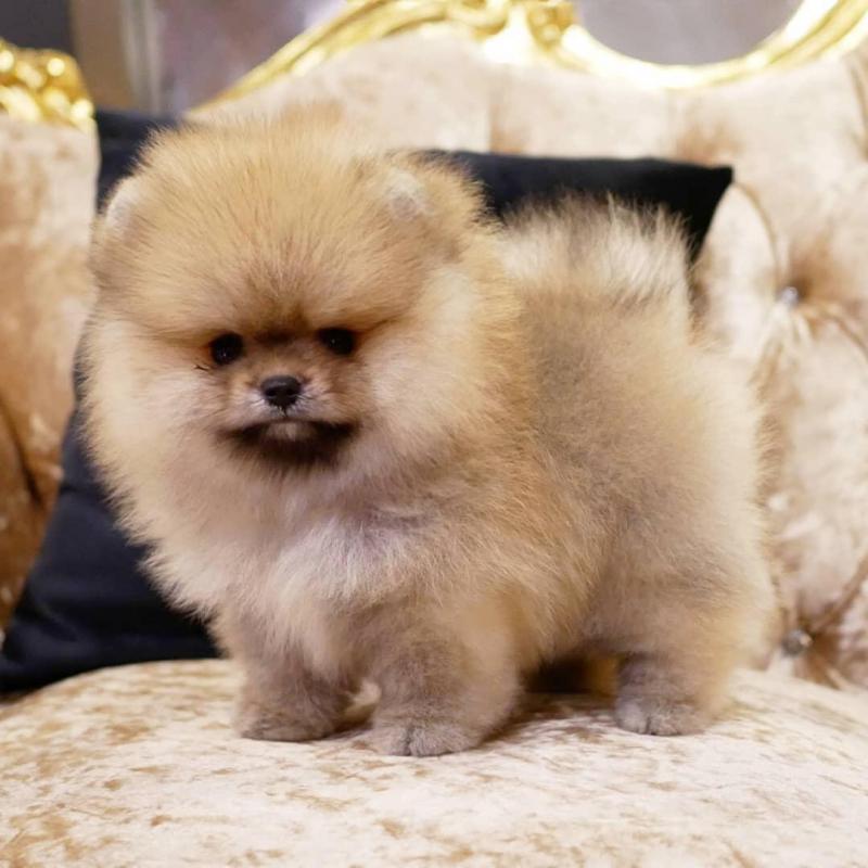 Erkek pomeranya köpeği Köpek ilanları Merkez Adana