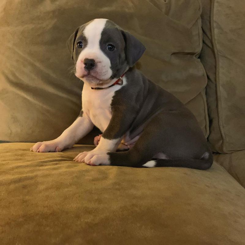 Erkek ve dişi ingilizce buldozer Köpek ilanları Hani Diyarbakır