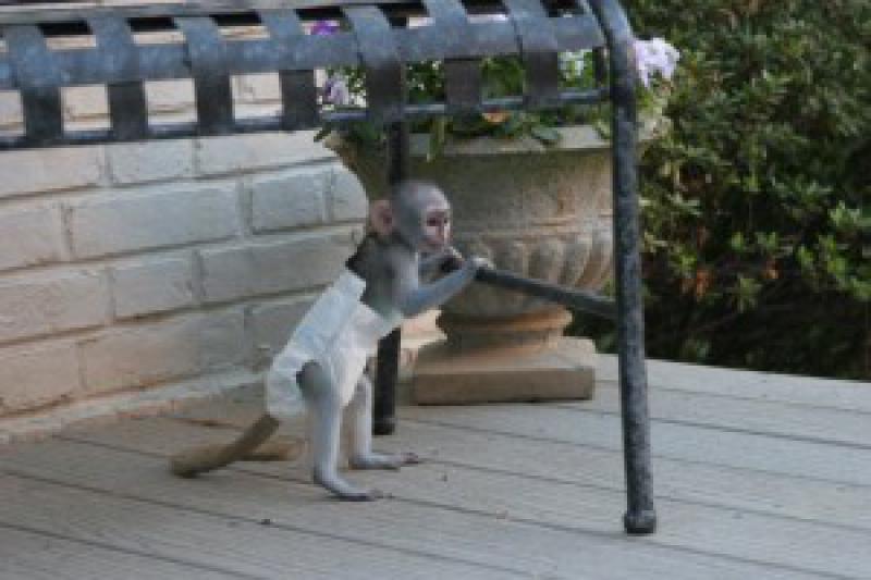 Ev arkadaşı için ınterlligent capuchin monkeys Maymunlar Merkez Diyarbakır
