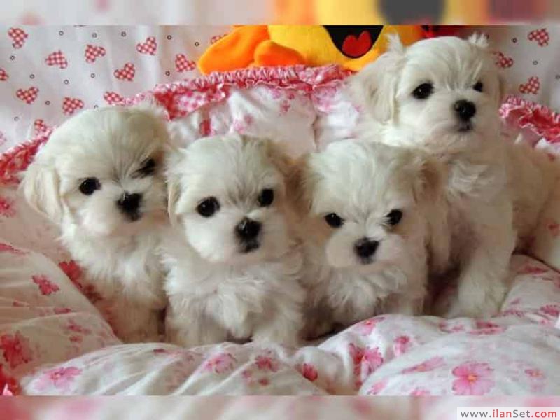 Evlat edinme için çay fincanı malta yavruları Köpek ilanları Beydağ İzmir