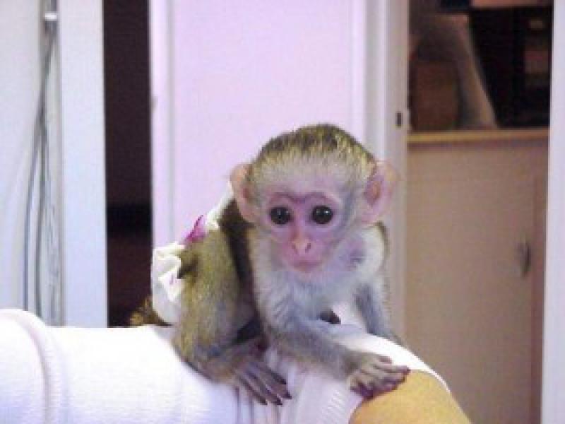 Купить маленькую домашнюю обезьянку недорого. Маленькая обезьянка капуцин. Капуцин обезьяна домашняя. Карликовый капуцин. Новорожденный капуцин обезьяна.