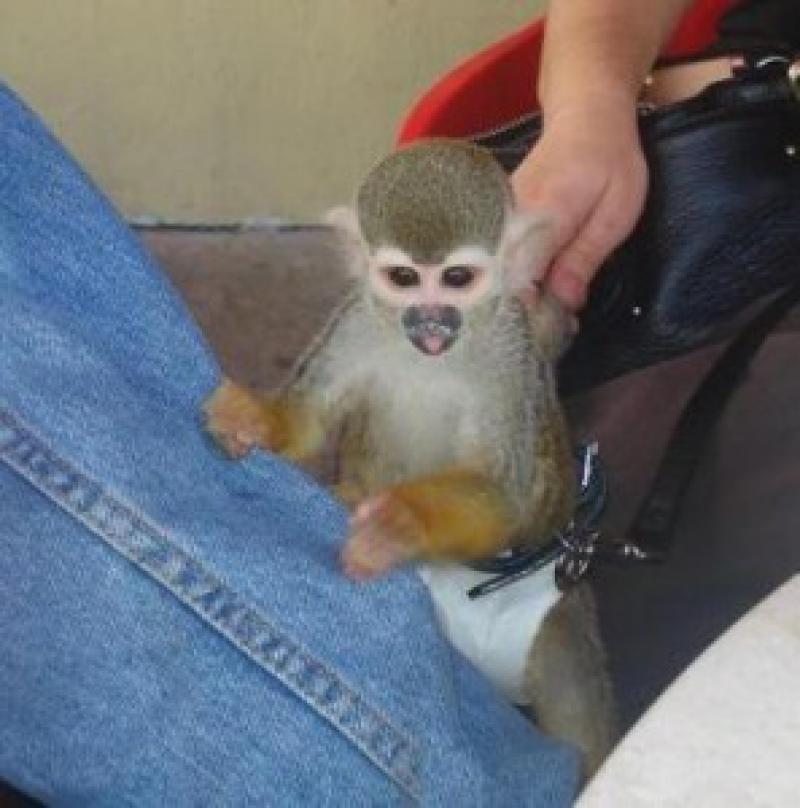 Evlat edinme için mevcut güzel bebek capuchin sincap