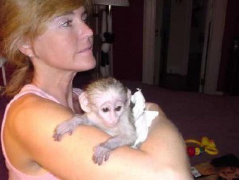 Авито обезьяна живая. Домашняя обезьянка. Маленькие домашние обезьянки. Продается обезьянка. Обезьяна Живая маленькая.
