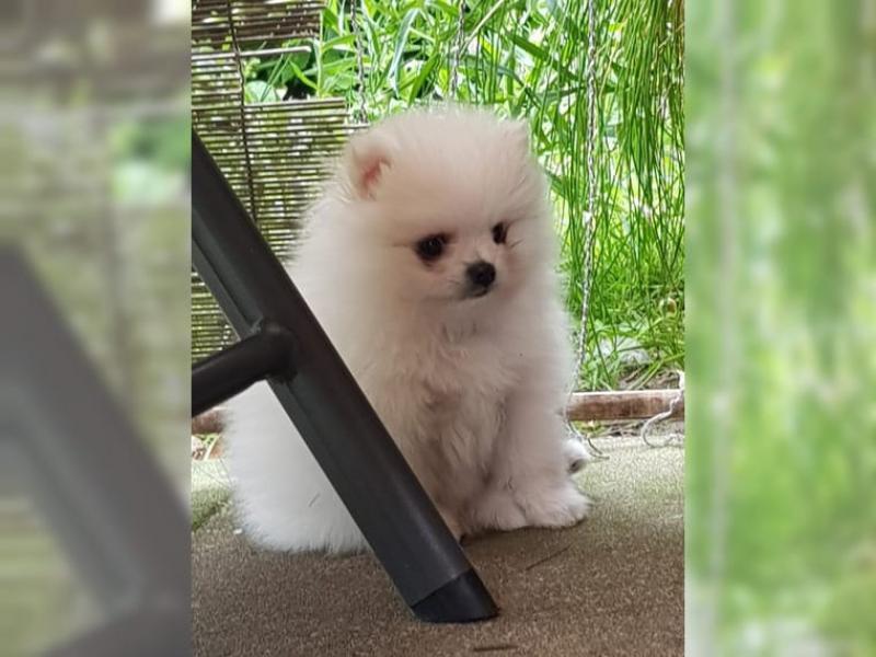 Fantastik kayitli pomeranian yavru0236 Köpek ilanları Iskenderun Hatay