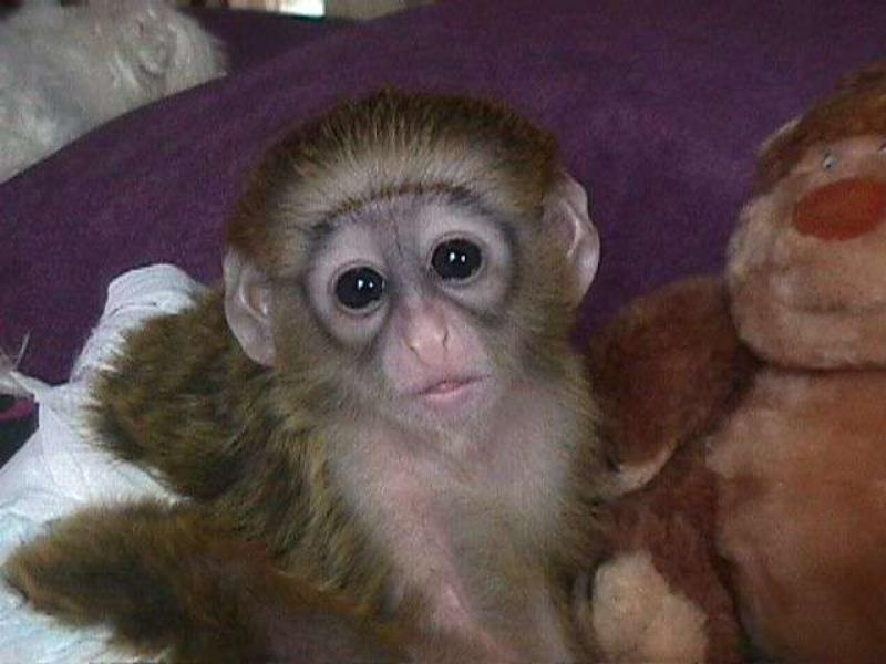 Авито обезьяна живая. Домашняя обезьянка капуцин. Ручная обезьянка. Продается обезьянка. Живая обезьяна.