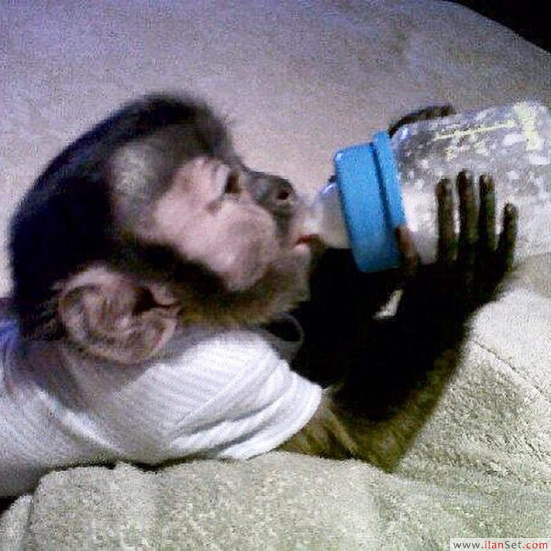 İkiz cüce maymun bebek maymunları mükemmel bir şekilde