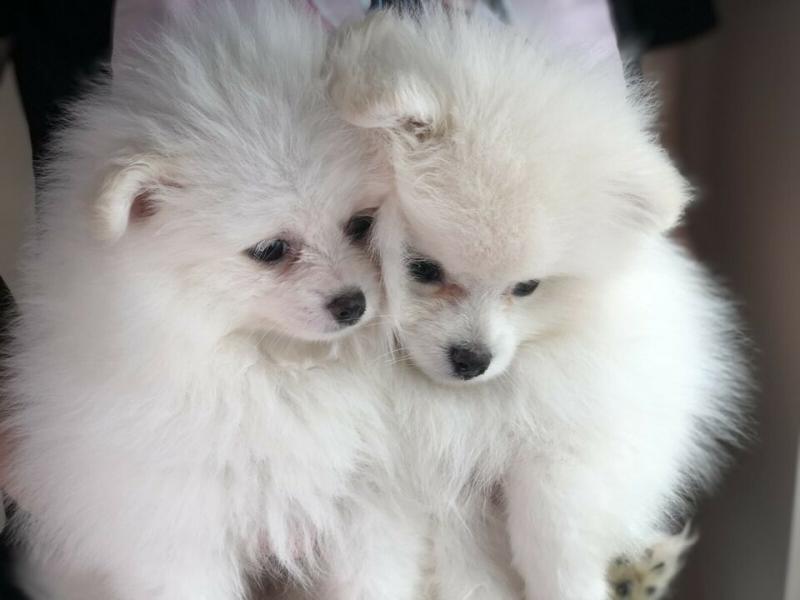 İnanılmaz yakışıklı pomeranian köpek yavrusu Köpek ilanları Vezirköprü
