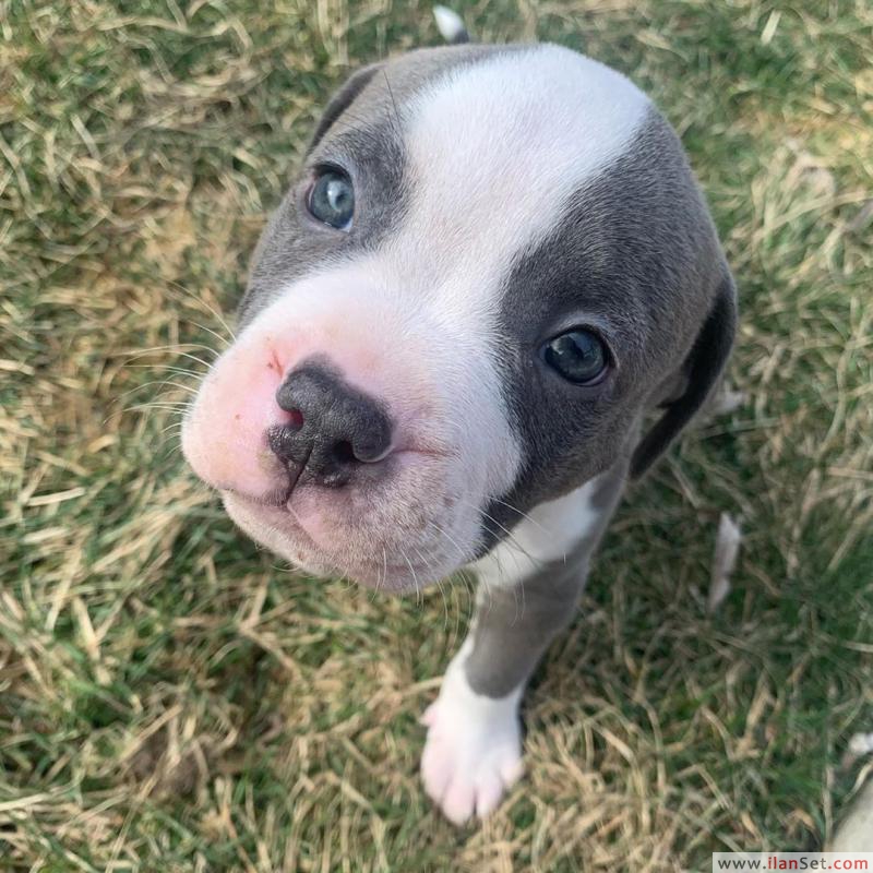 İngilizce buldog mevcut Köpek ilanları Tuzla İstanbul