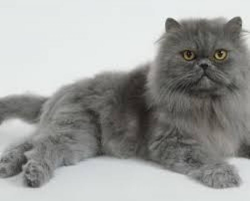 İran kedisi Kedi ilanları Merkez Adana