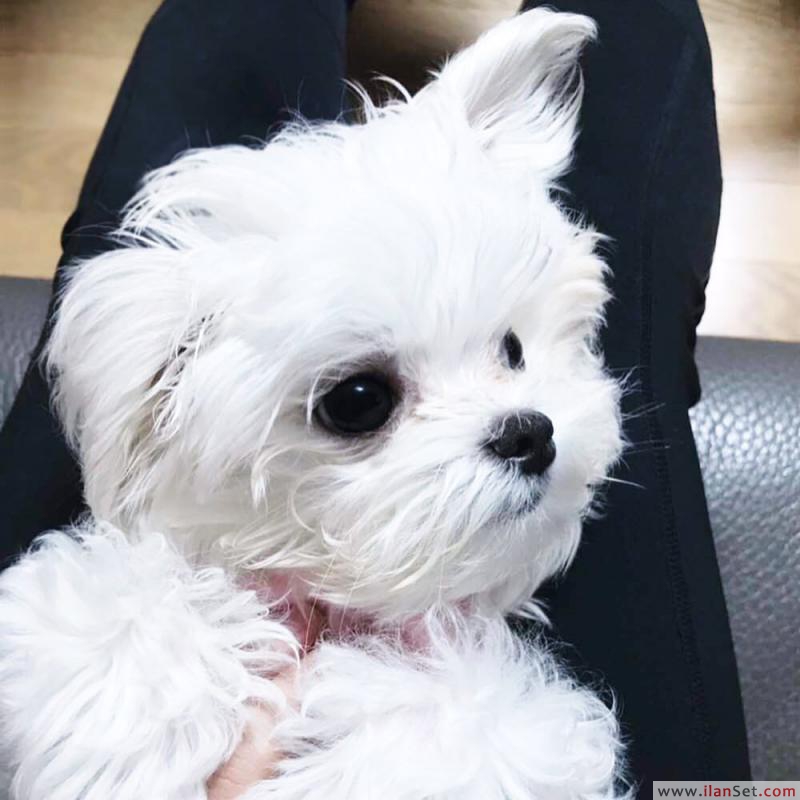 İyi görünümlü çay fincanı malta yavruları hazır Köpek ilanları Çumra Konya