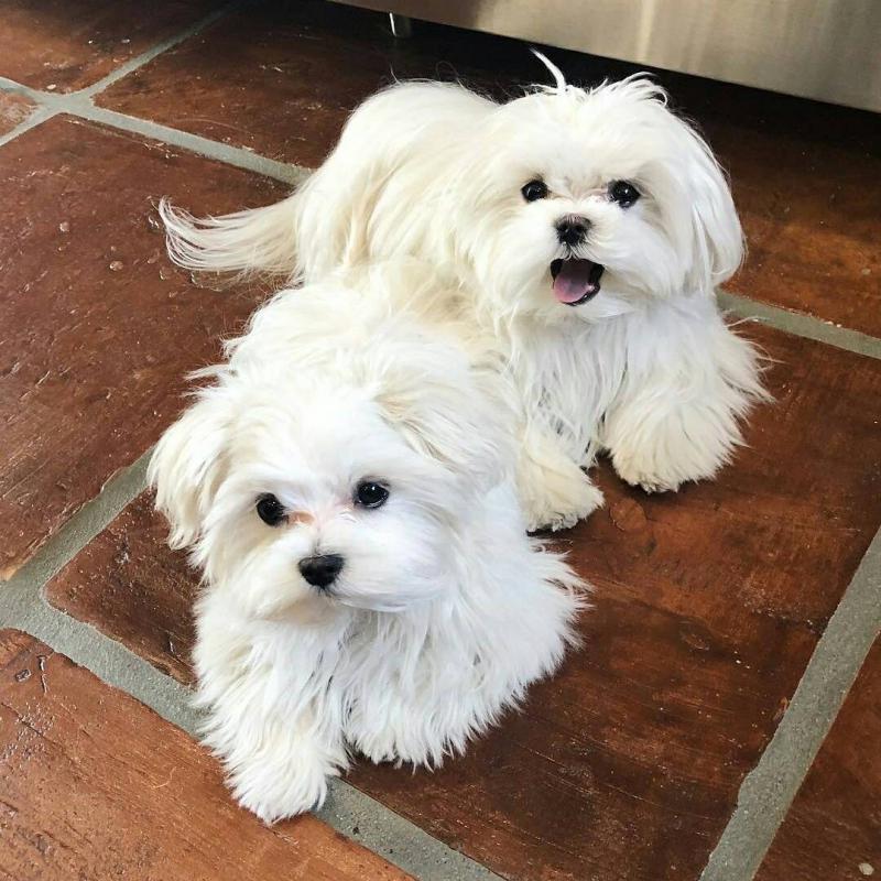 Kaliteli erkek ve dişi malta yavruları Köpek ilanları Merkez Antalya