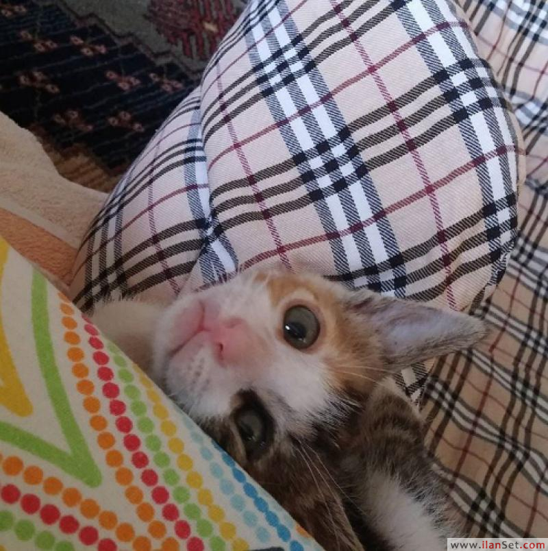 Kedi oteli üsküdar istanbul Kamp, Pansiyon Üsküdar İstanbul
