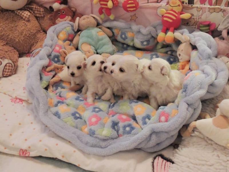 malta köpeği mizaç