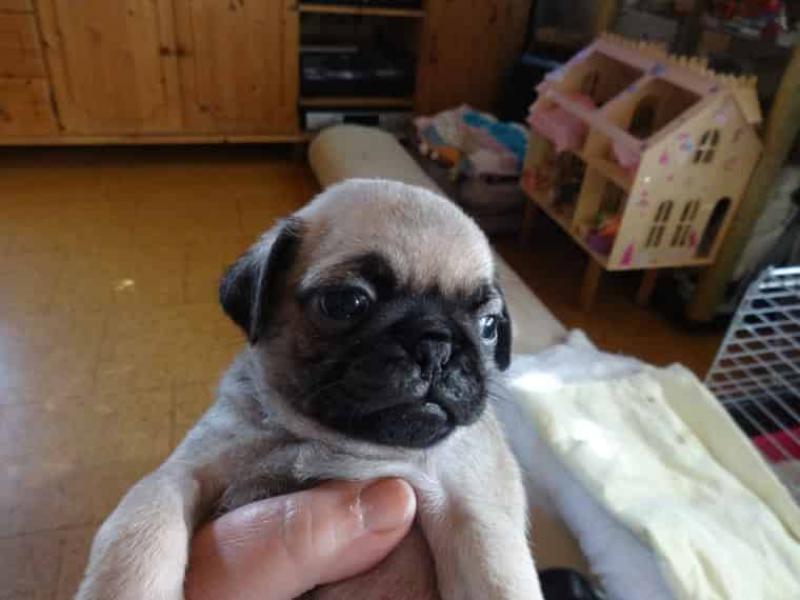 Oyuncu güzel pug yavru Köpek ilanları Çorlu Tekirdağ