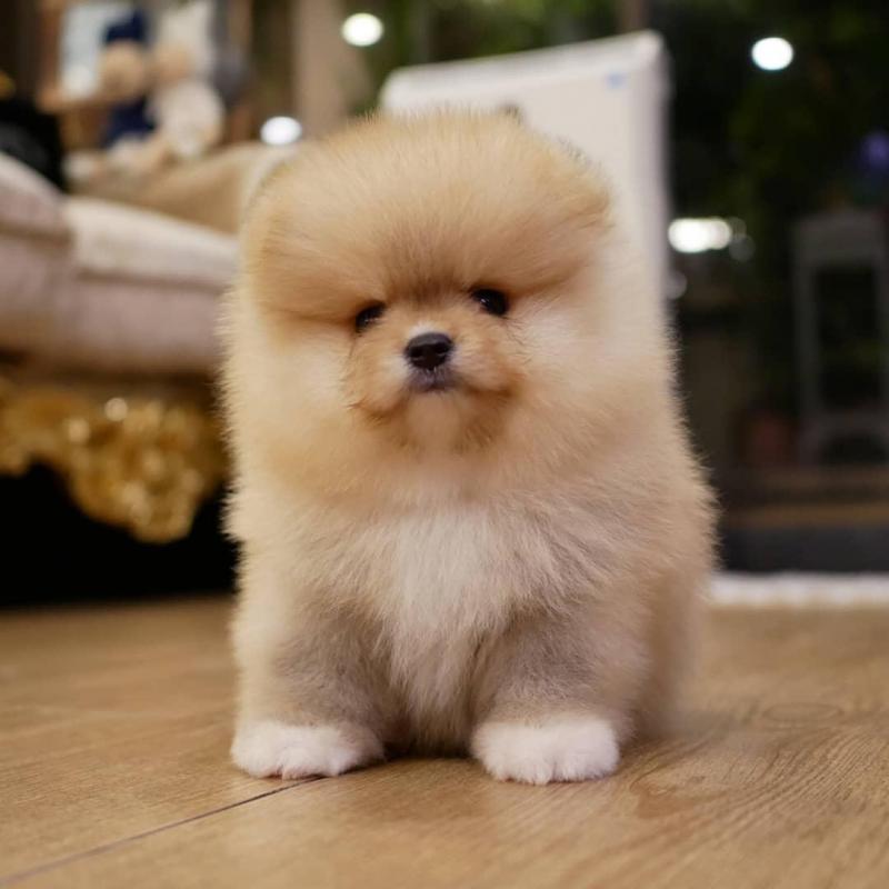 Pomeranian puppy dişi pomeranian puppy dişi Köpek ilanları Çekmeköy