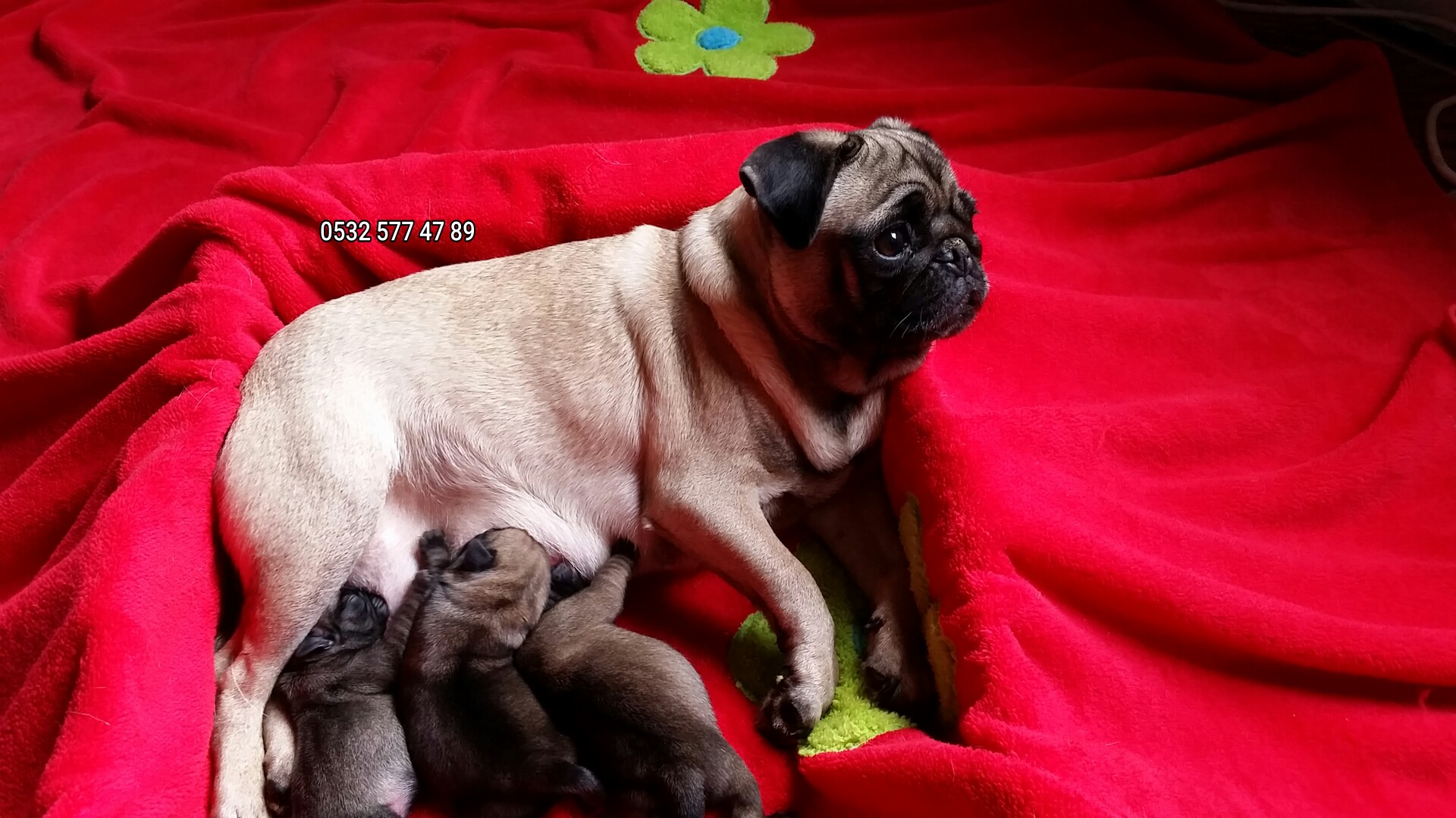 Pug mops yavruları evde doğup büyüyen sahibinden Köpek ilanları