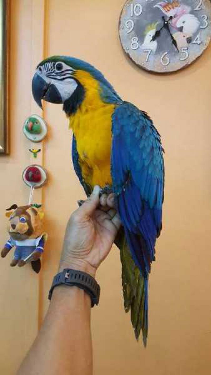 Saf ev eğitimli amerika papağanı papağan Kuşlar Karpuzlu Aydın