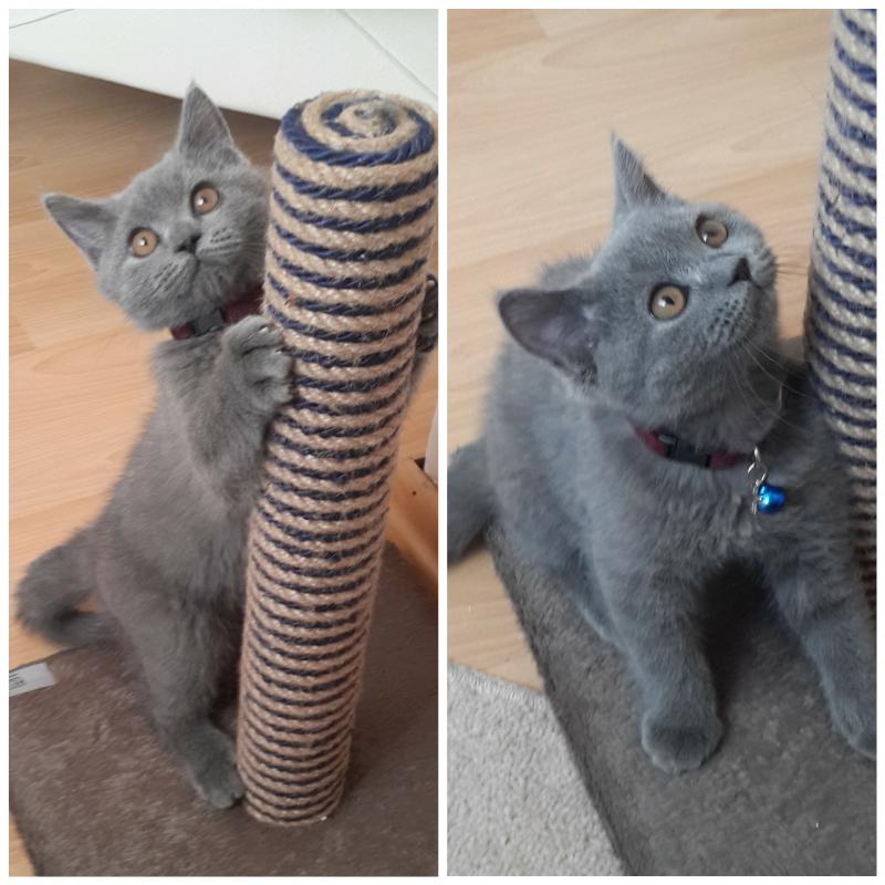 Safkan british shorthair tüm eşyaları ve pasaportu ile Kedi ilanları