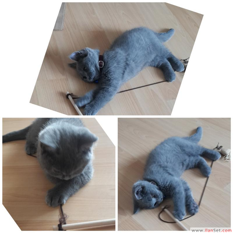 Safkan british shorthair tüm eşyaları ve pasaportu ile Kedi ilanları