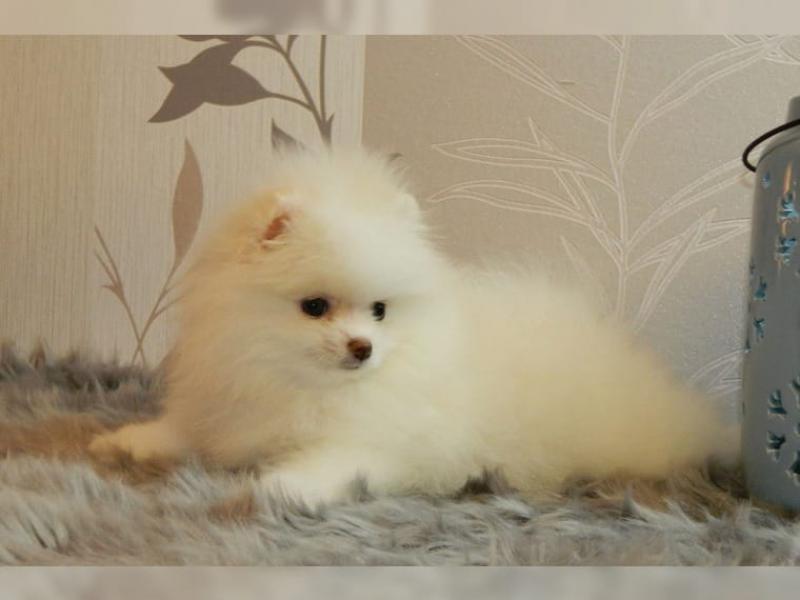 Sağlıklı tatlı ayı yüz pomeranian yavru Köpek ilanları Menderes İzmir