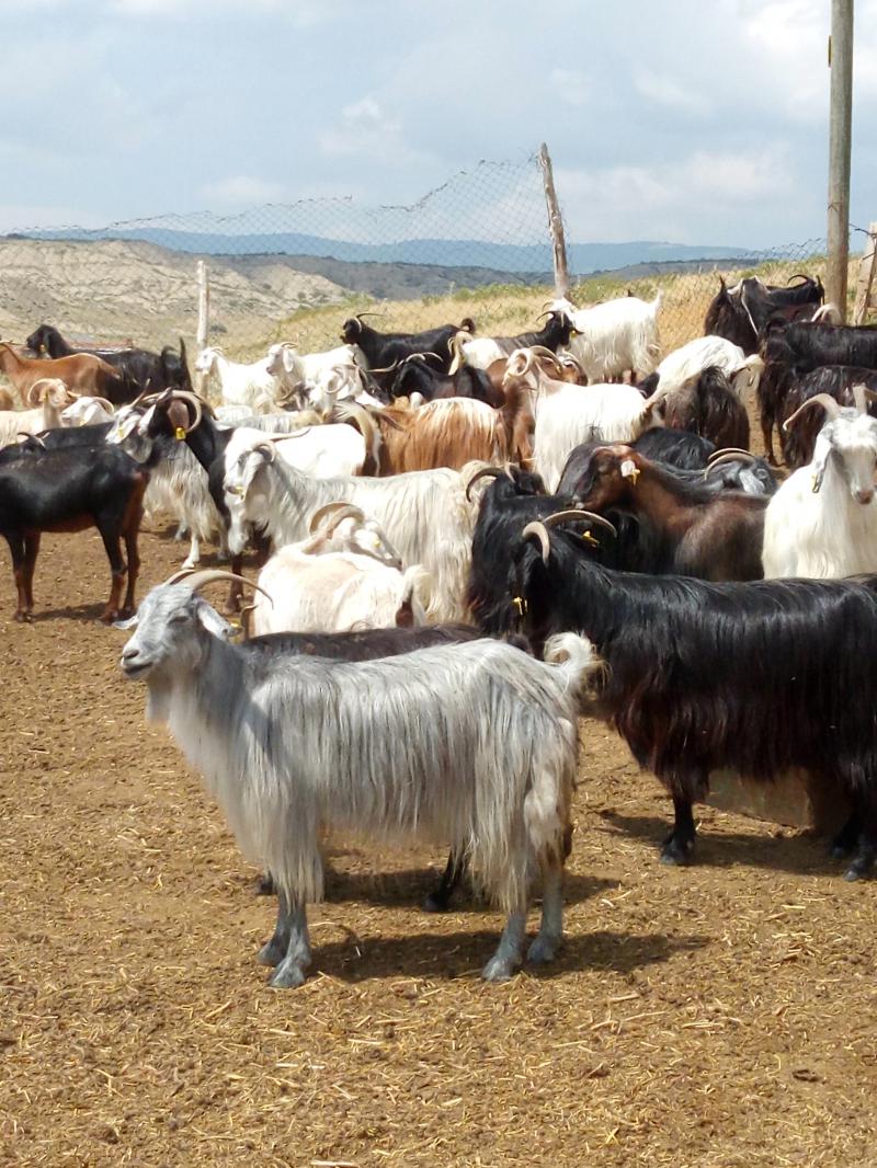 sahibinden damizlik keci kucukbas hayvanlar merkez eskisehir sahibinden damizlik keci kucukbas hayvanlar merkez eskisehir