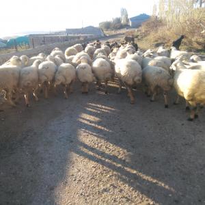 sahibinden damizlik koyun kucukbas hayvanlar gurun sivas