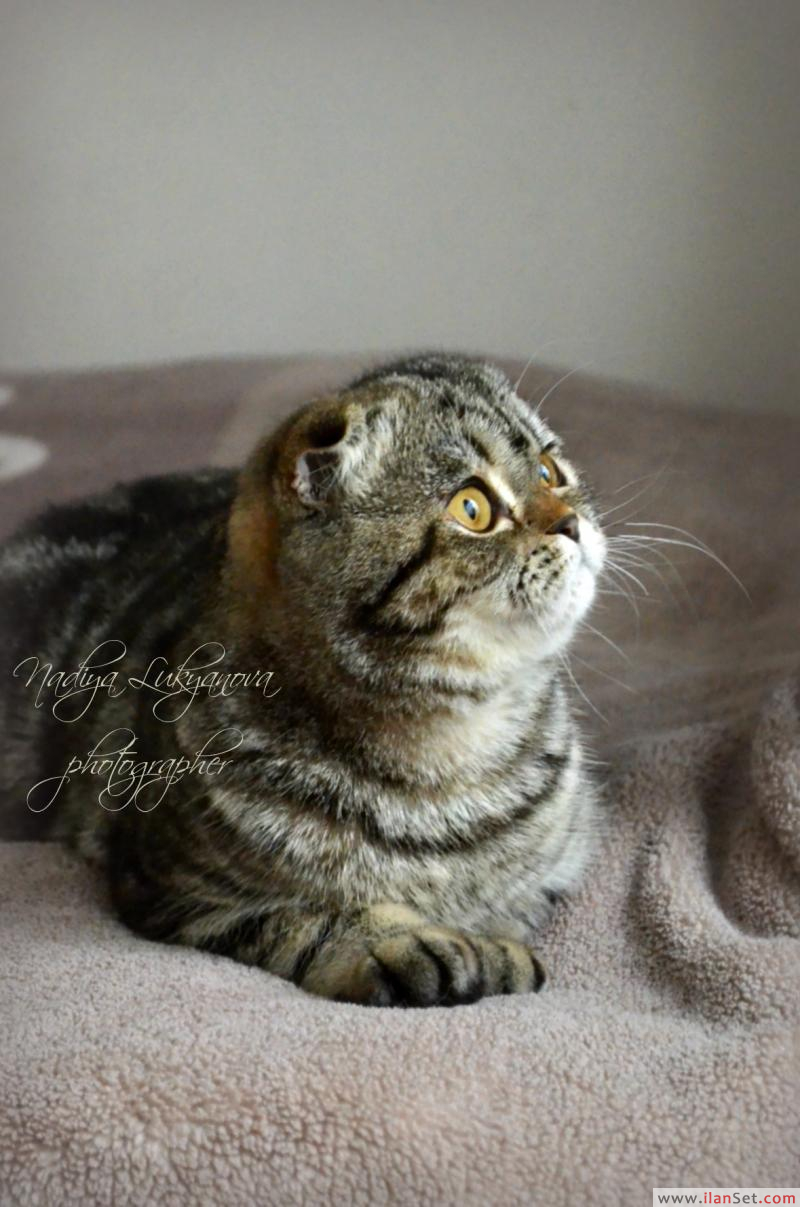 Sahibinden küçük mucize Kedi ilanları Fatih İstanbul
