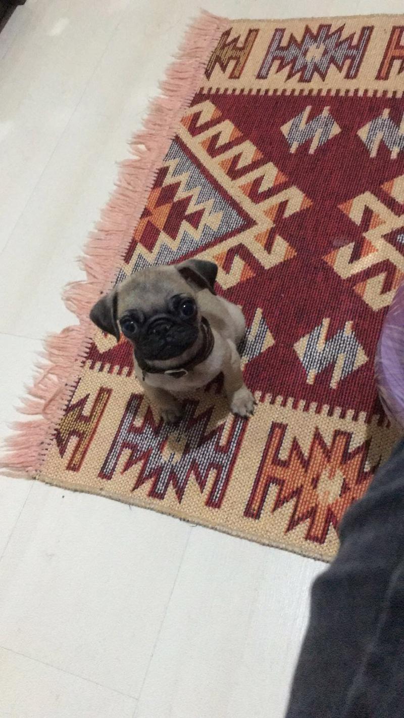 Sahibinden pug Köpek ilanları Merkez İstanbul