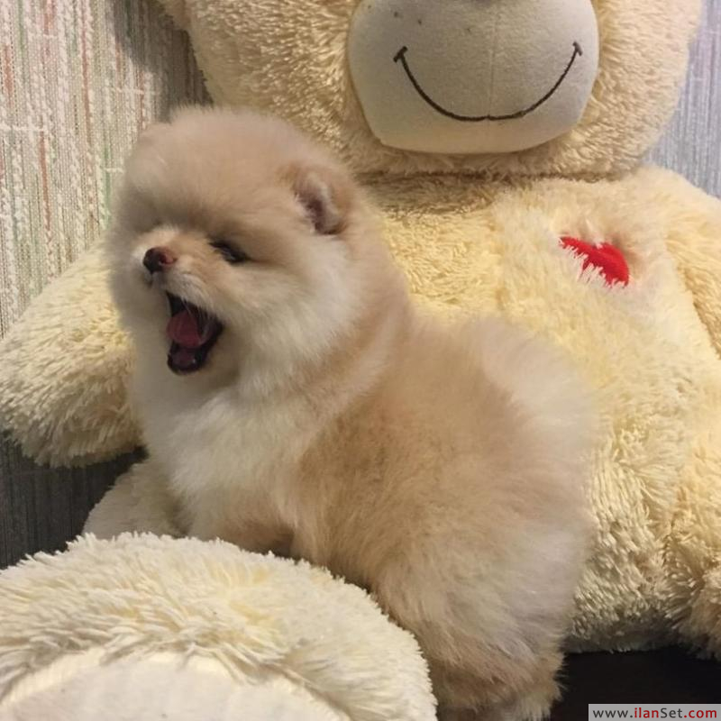 Şampanya rengi pomeranian boo Köpek ilanları Kartal İstanbul
