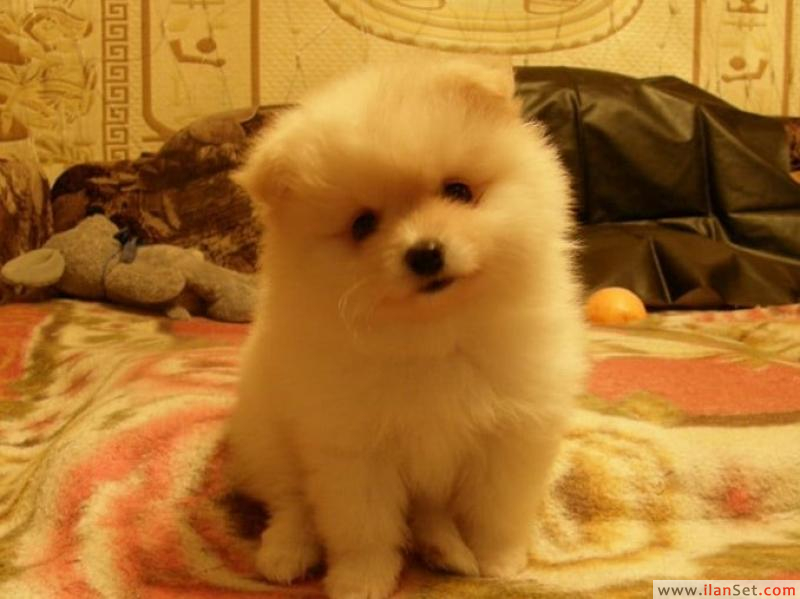Şampanya rengi pomeranian boo Köpek ilanları Kartal İstanbul