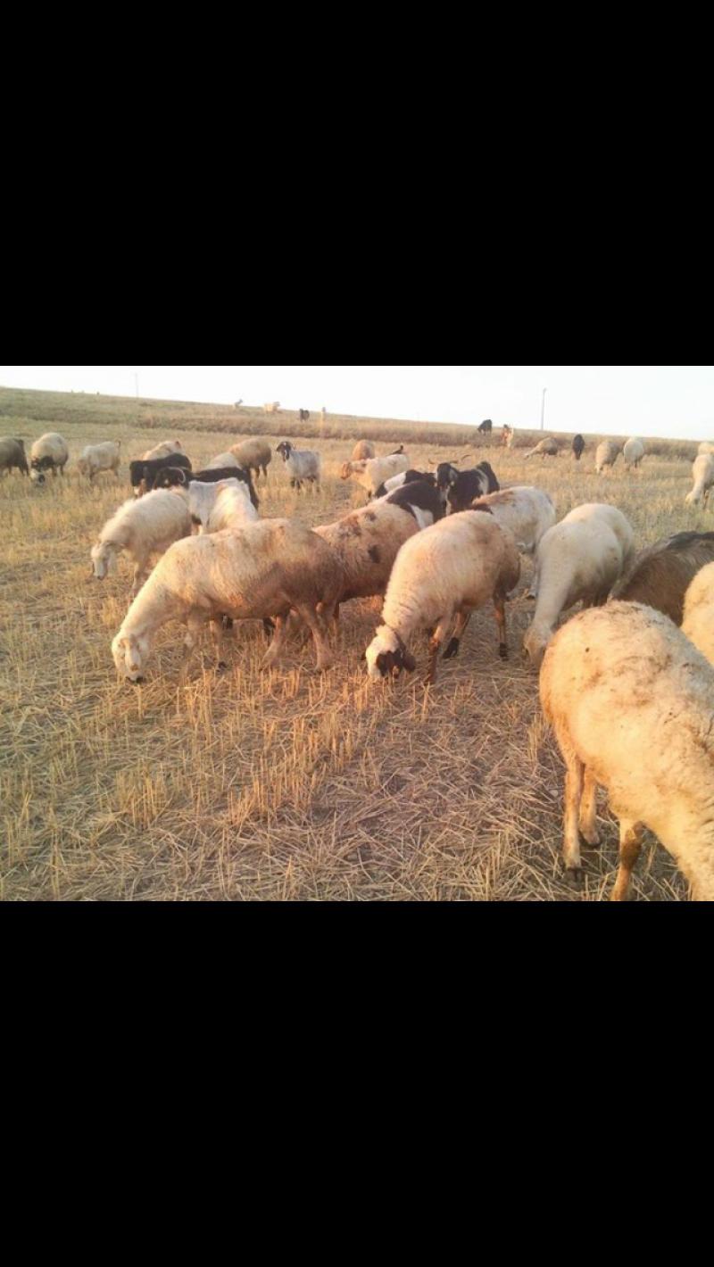 satilik 100 adet 1 yasinda kangal koyun kucukbas hayvanlar alaca corum satilik 100 adet 1 yasinda kangal koyun kucukbas hayvanlar alaca corum