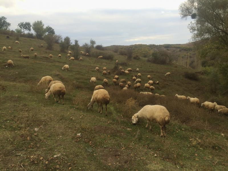 satilik 100 adet 1 yasinda kangal koyun kucukbas hayvanlar alaca corum satilik 100 adet 1 yasinda kangal koyun kucukbas hayvanlar alaca corum