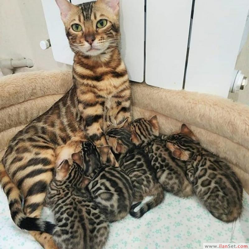 Satılık bengal kitten Kedi ilanları Gazimagusa Kıbrıs