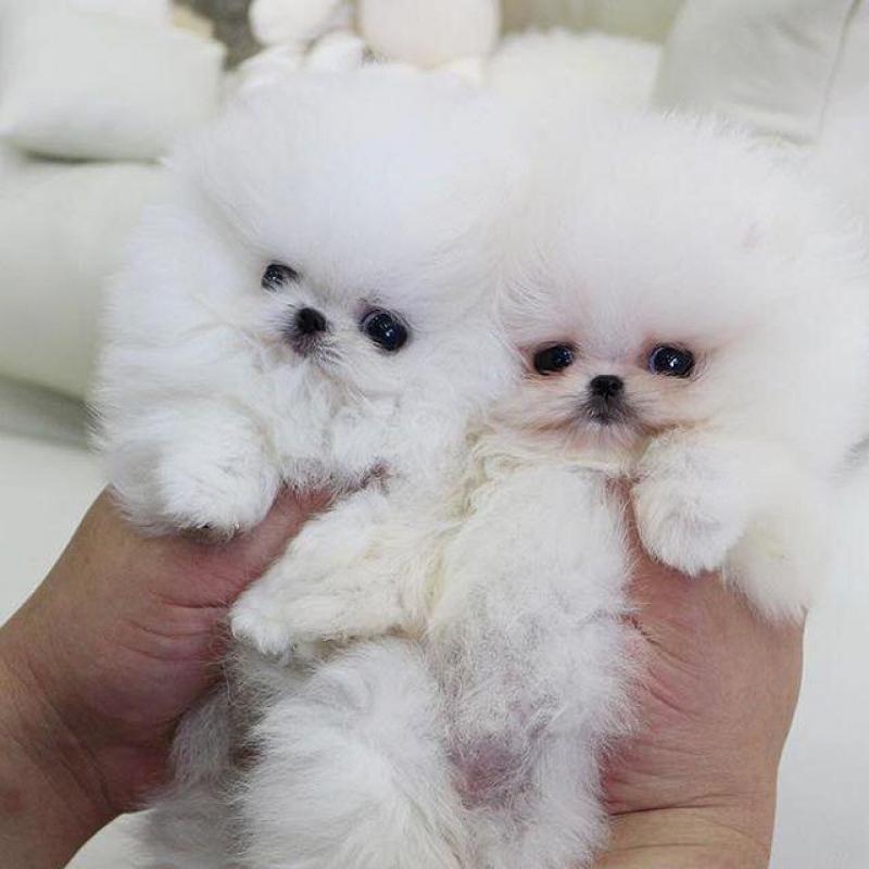 satılık köpek yavruları