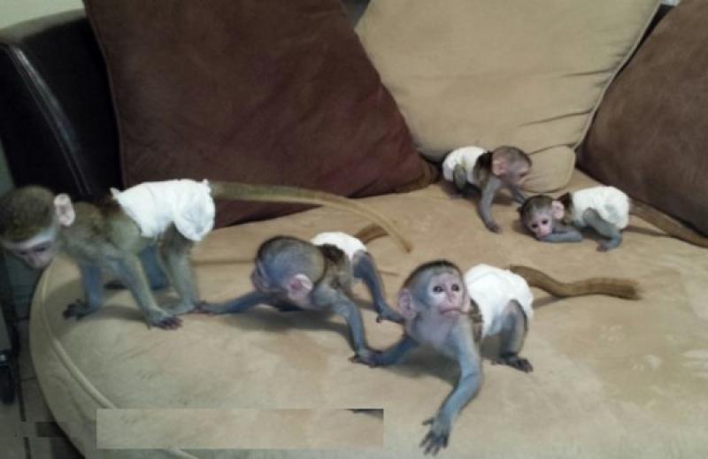 Обезьяна кидает обезьяну. Новорожденная обезьянка. Новорожденные мартышки. Новорождённые дети обезьян.